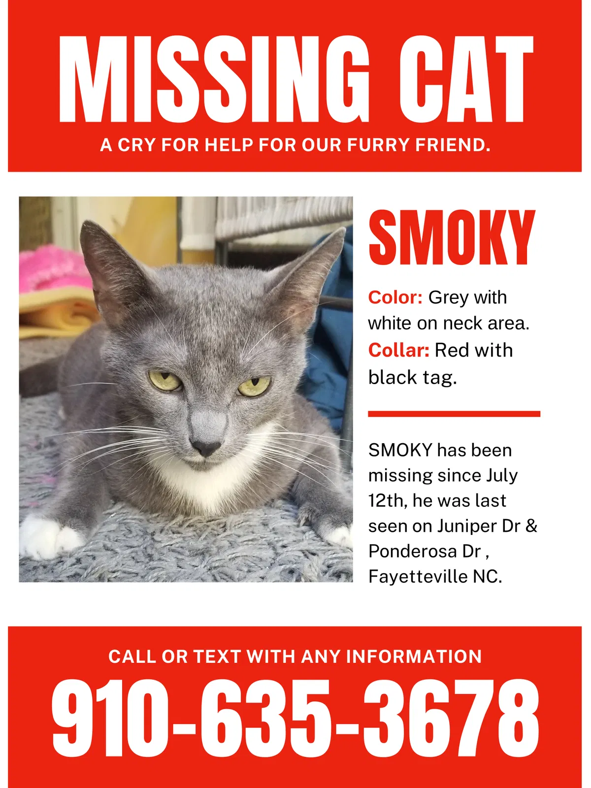 Lost cat in Fayetteville, NC, 28304