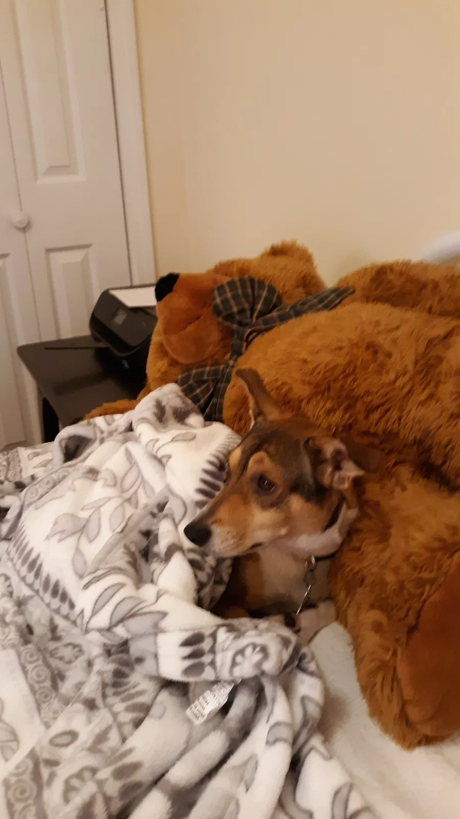 Lost dog in Jackson, TN, 38305