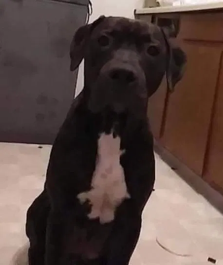 Lost dog in Marion, OH, 43302