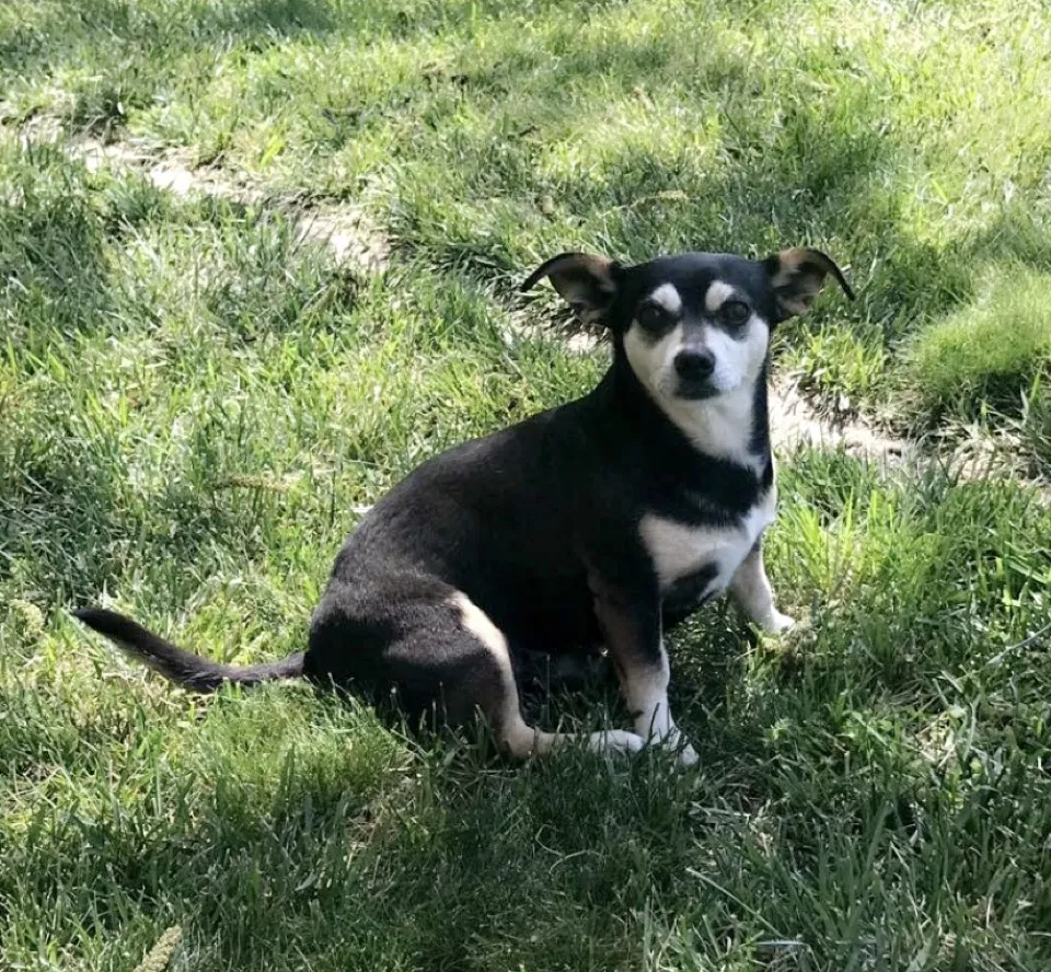 Lost dog in Sacramento, CA, 95816