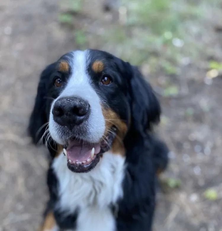Lost dog in Corvallis, OR, 97330