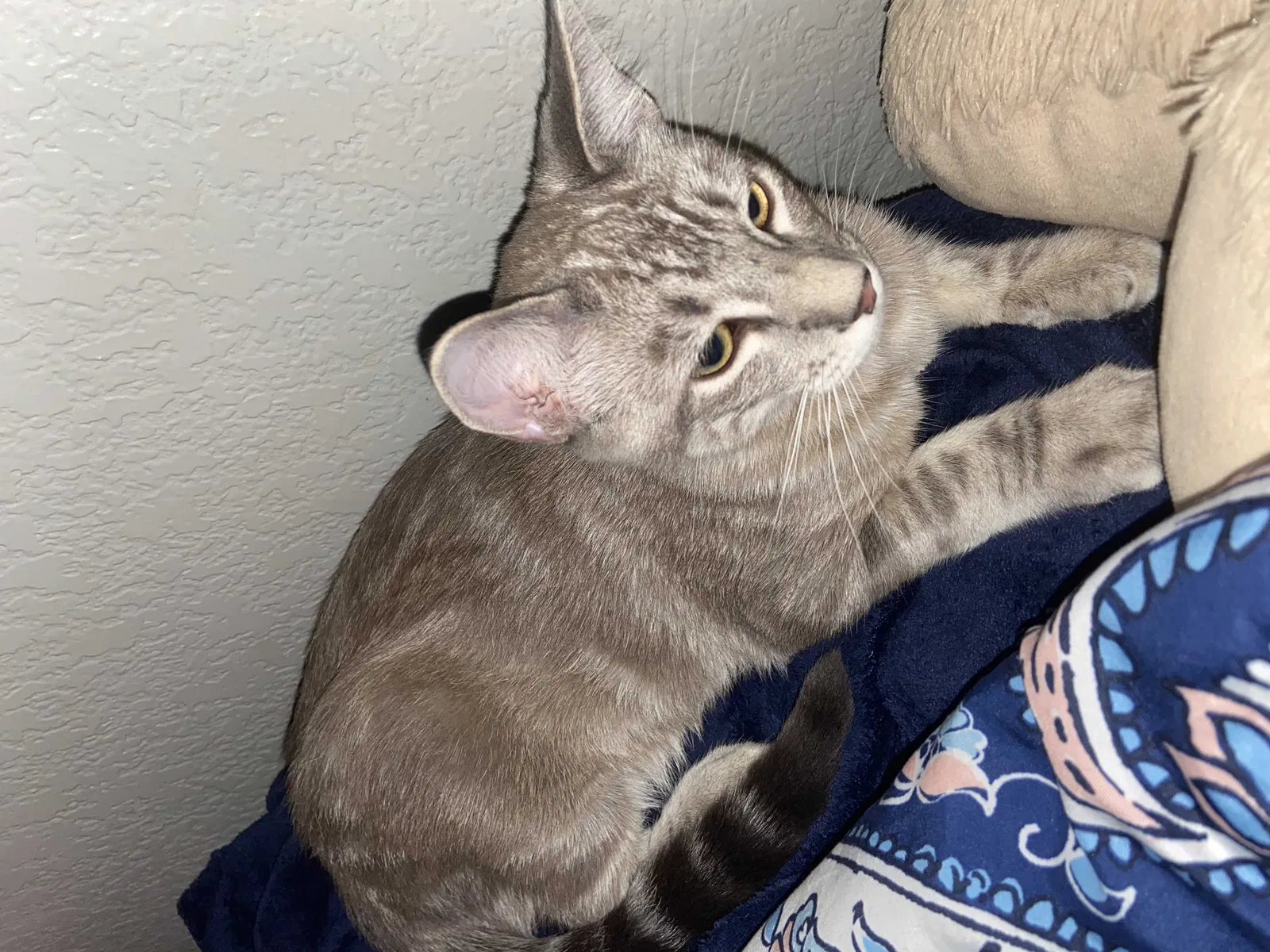 Lost cat in Fort Worth, TX, 76118