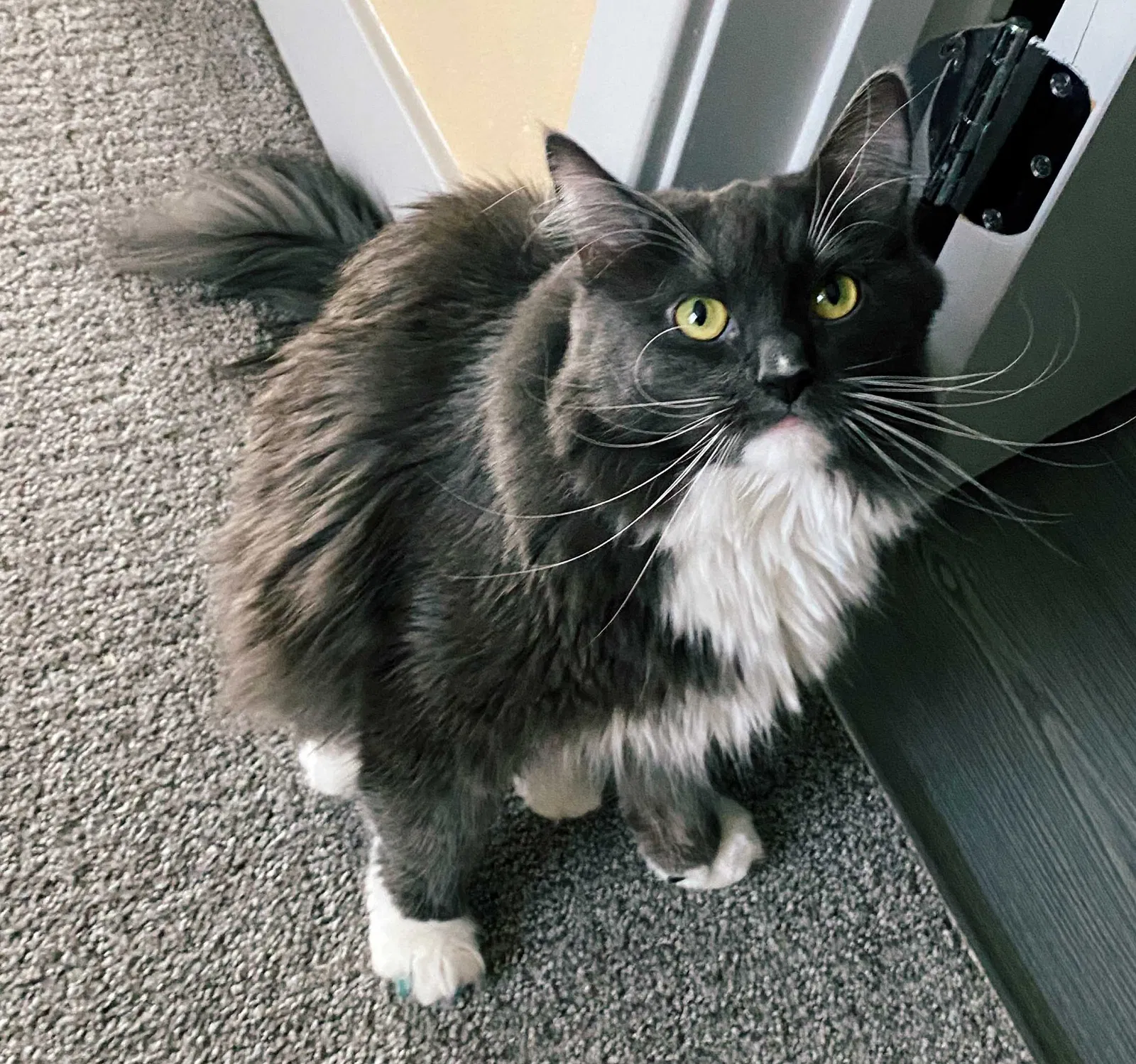 Lost cat in Las Vegas, NV, 89169