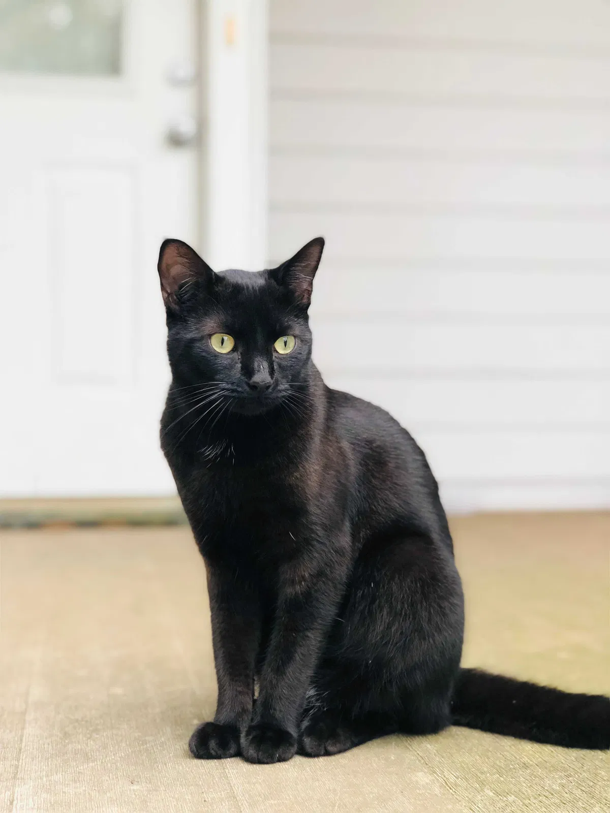 Lost cat in Suwanee, GA, 30024