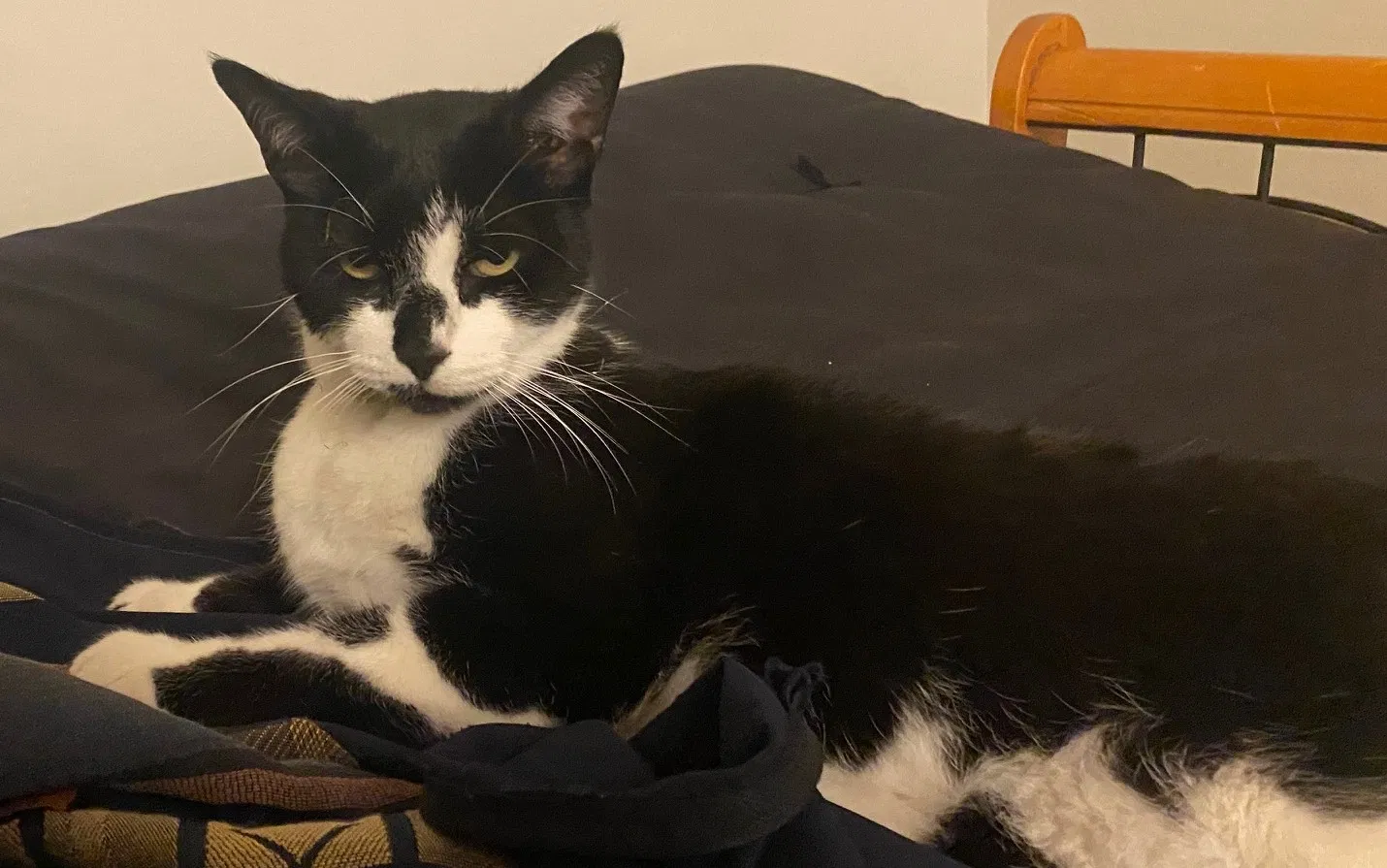 Lost cat in Seal Beach, CA, 90740