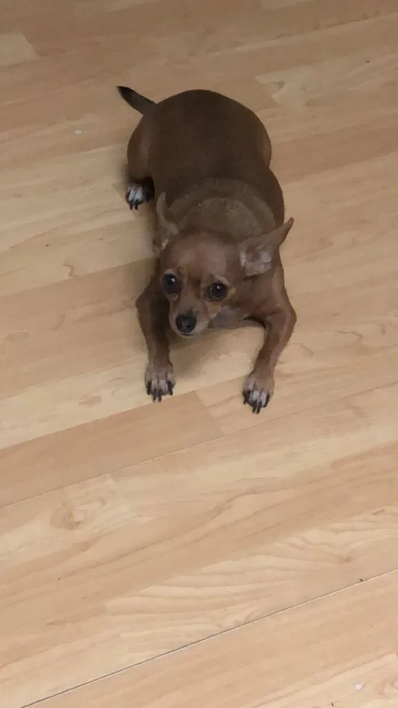 Lost dog in Menifee, CA, 92584