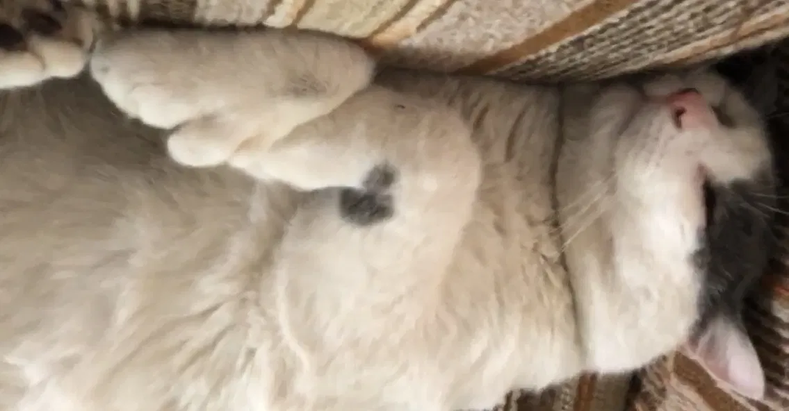 Lost cat in Saint Paul, MN, 55117