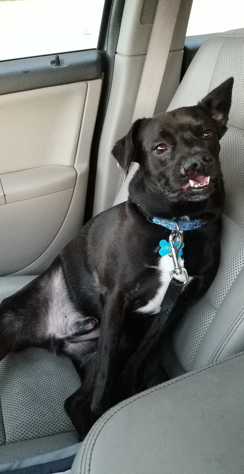 Lost dog in Winter Park, FL, 32792