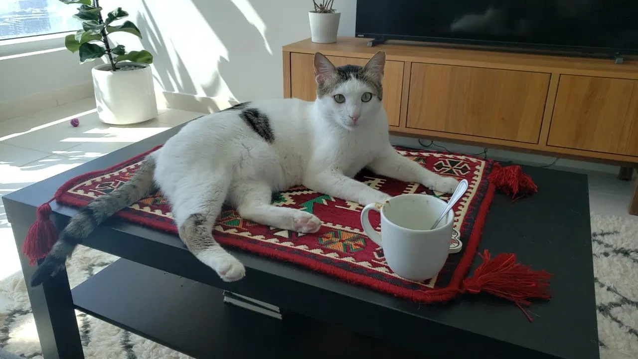 Lost cat in Kensington, MD, 20895