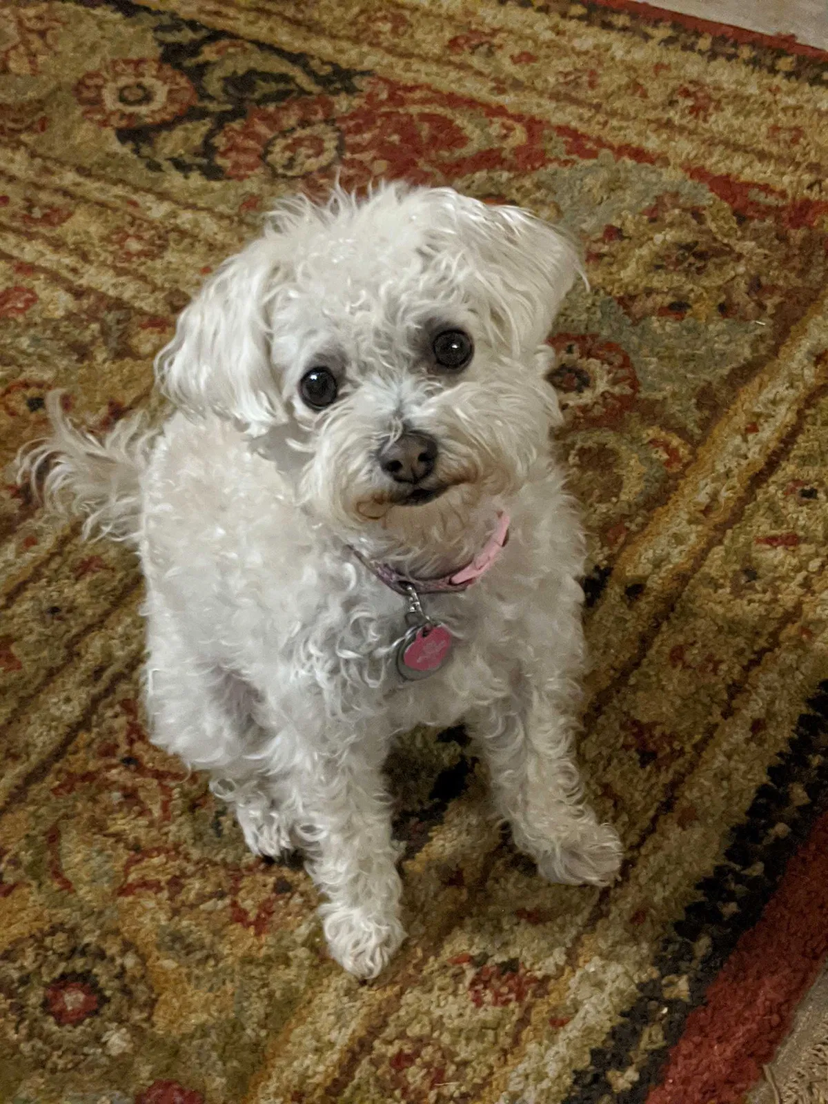 Lost dog in Miami, FL, 33181