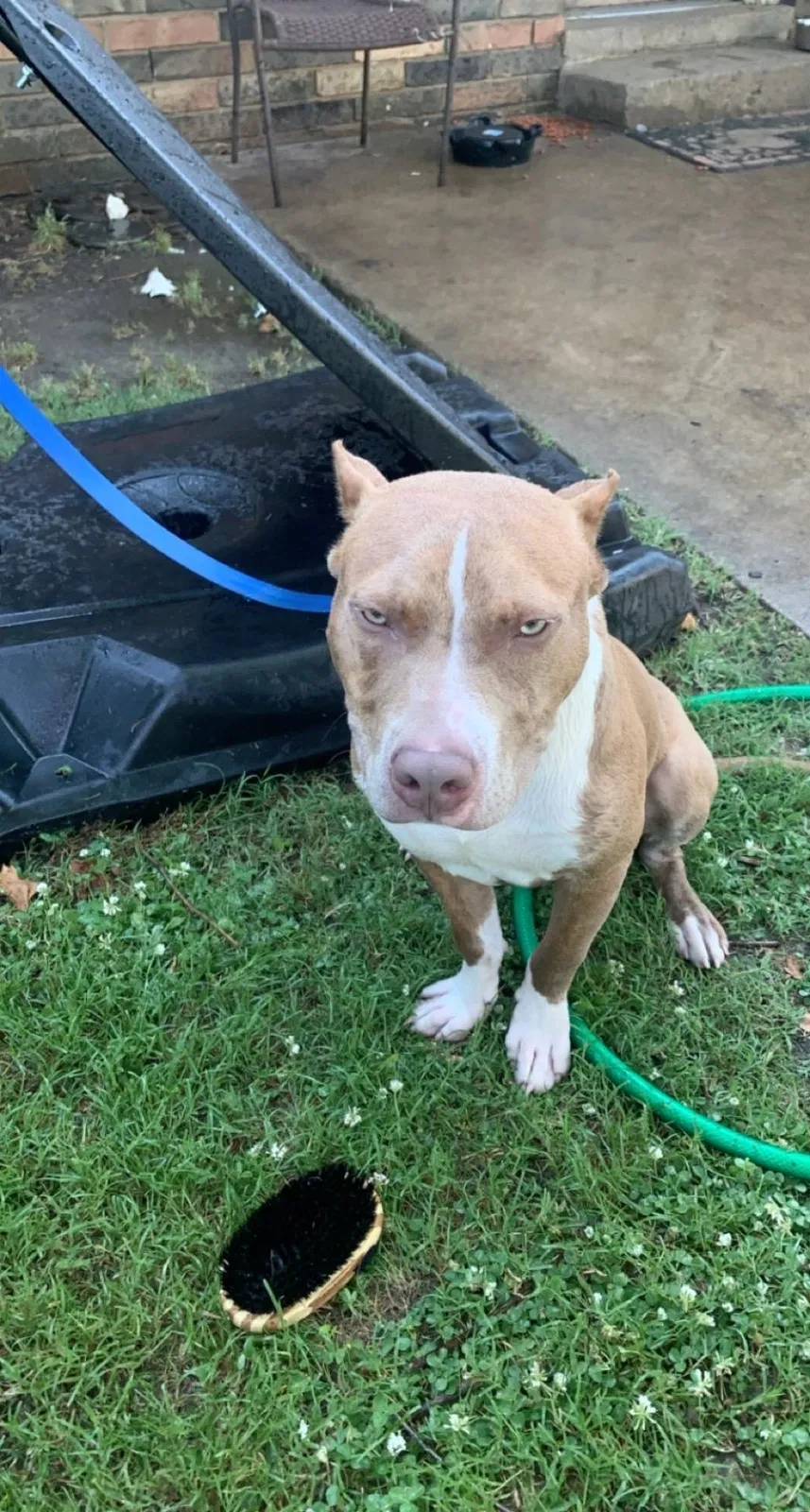 Lost dog in Tulsa, OK, 74146