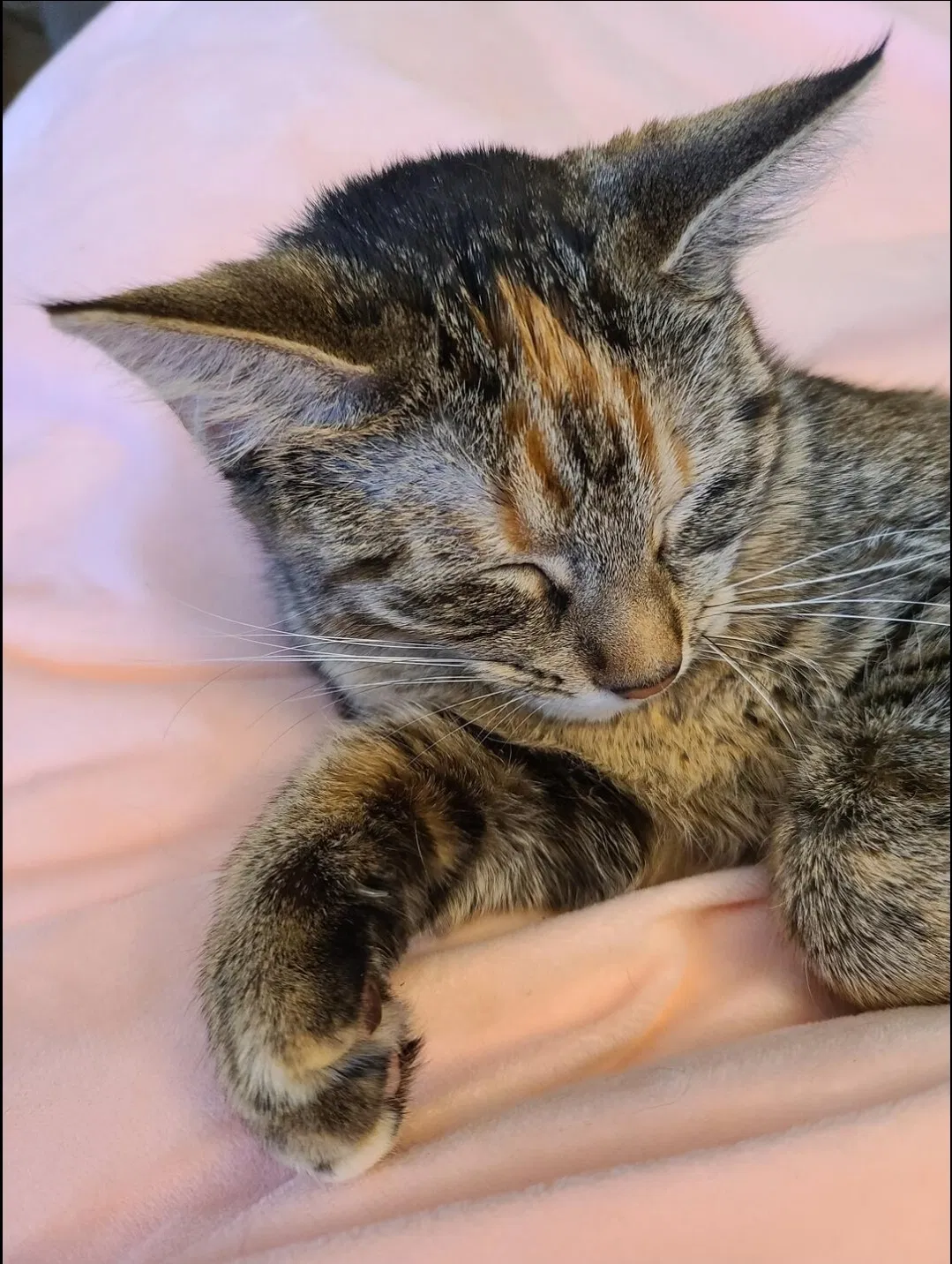 Lost cat in Franklin, IN, 46131