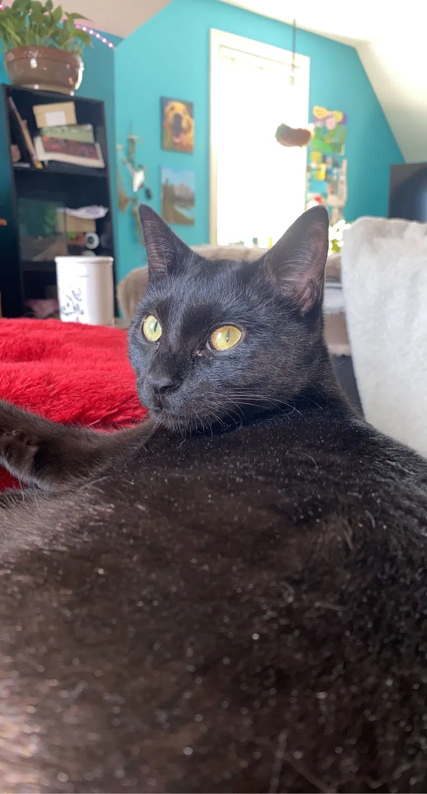 Lost cat in Gainesville, GA, 30507