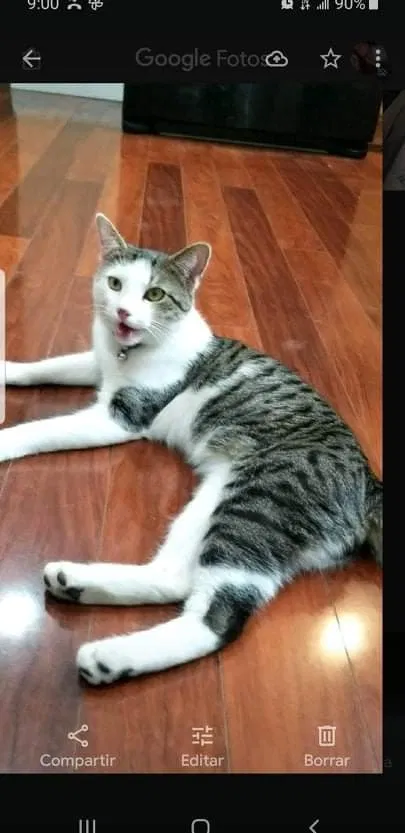 Lost cat in Minneapolis, MN, 55432