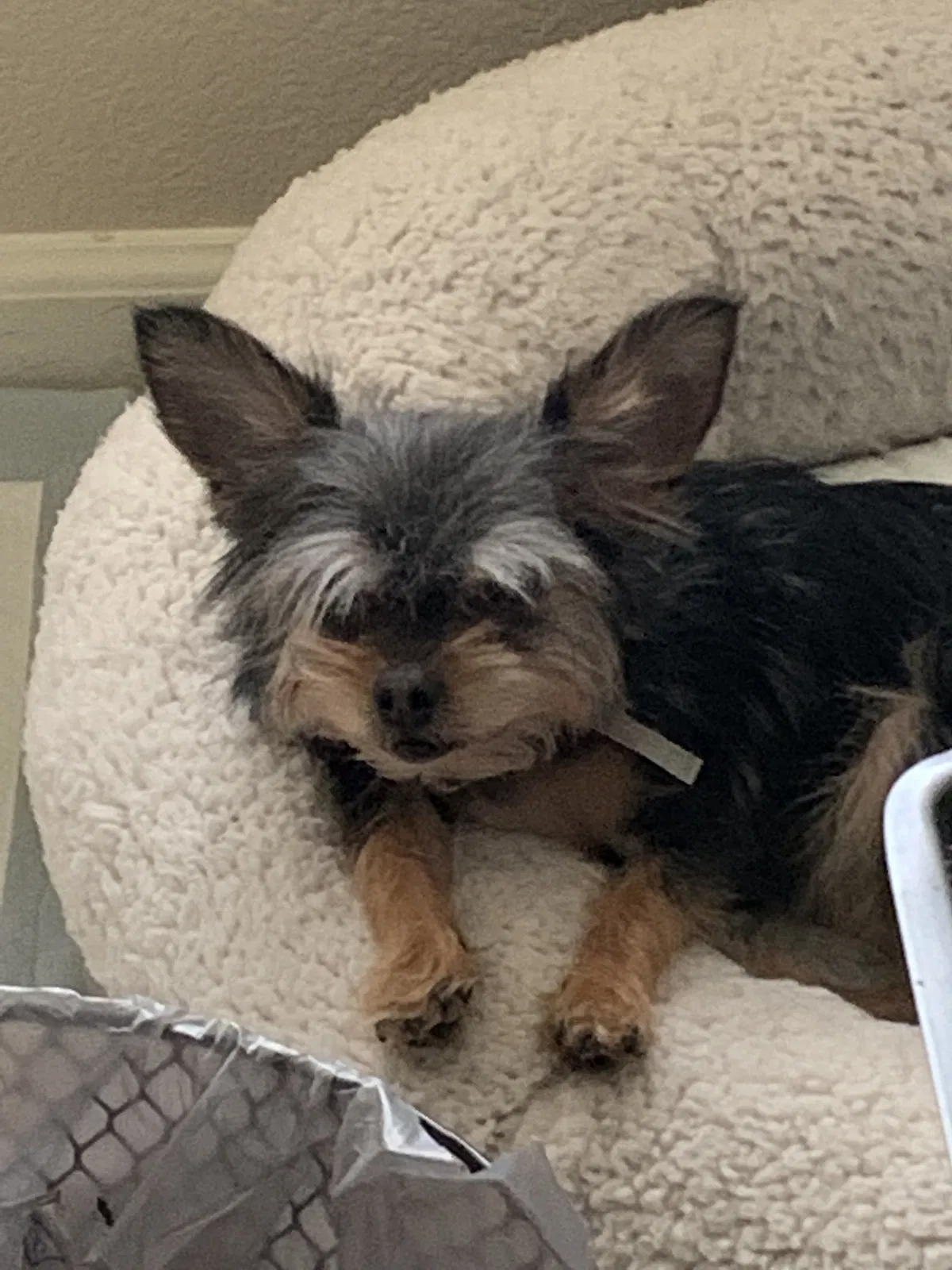 Lost dog in Las Vegas, NV, 89129