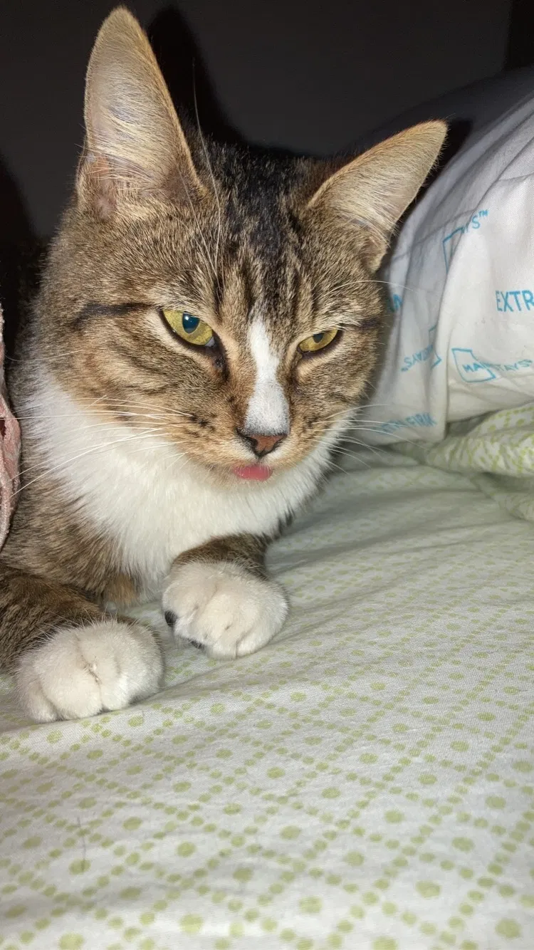 Lost cat in Oceanside, CA, 92058