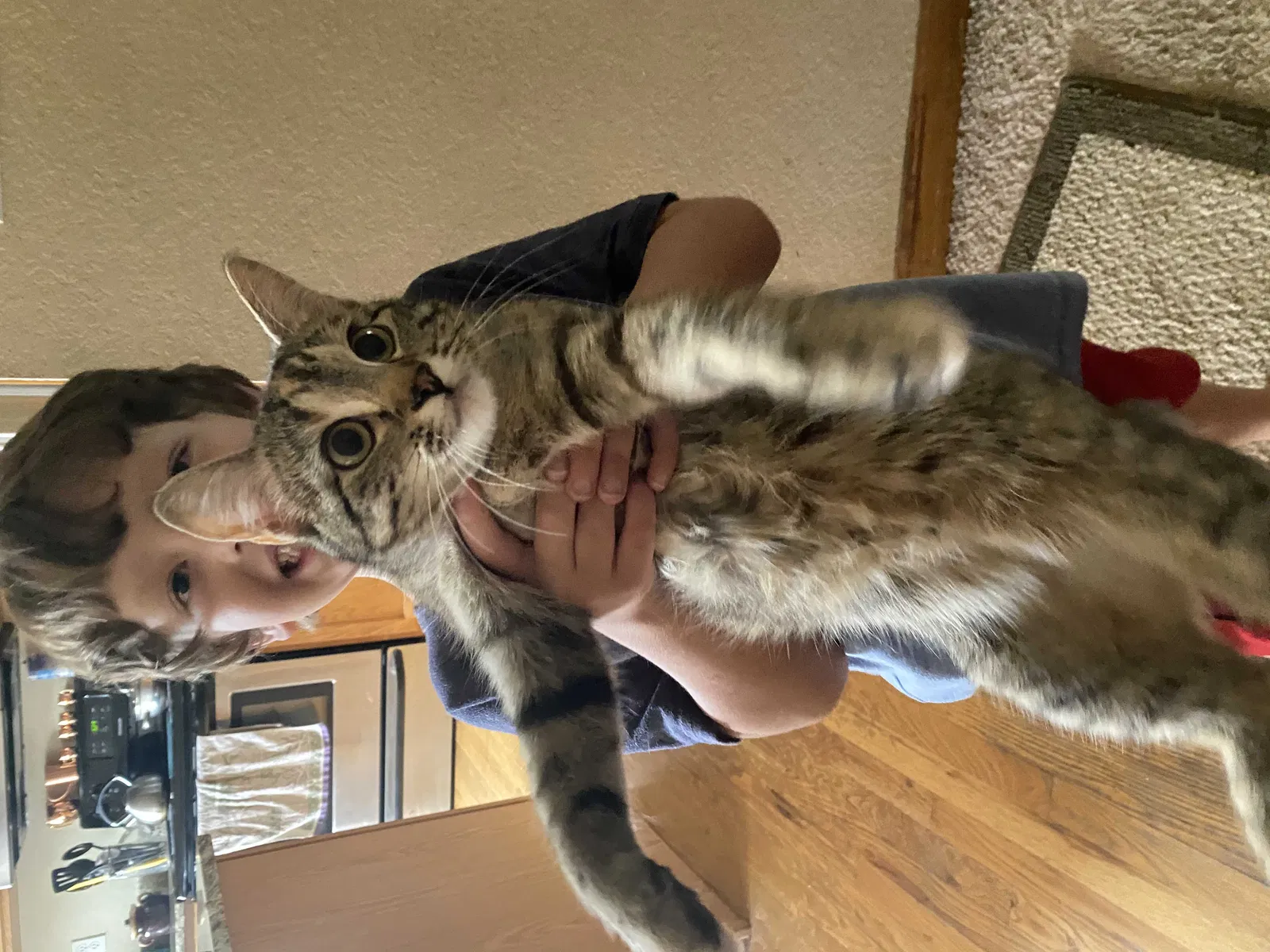 Lost cat in Commerce City, CO, 80022