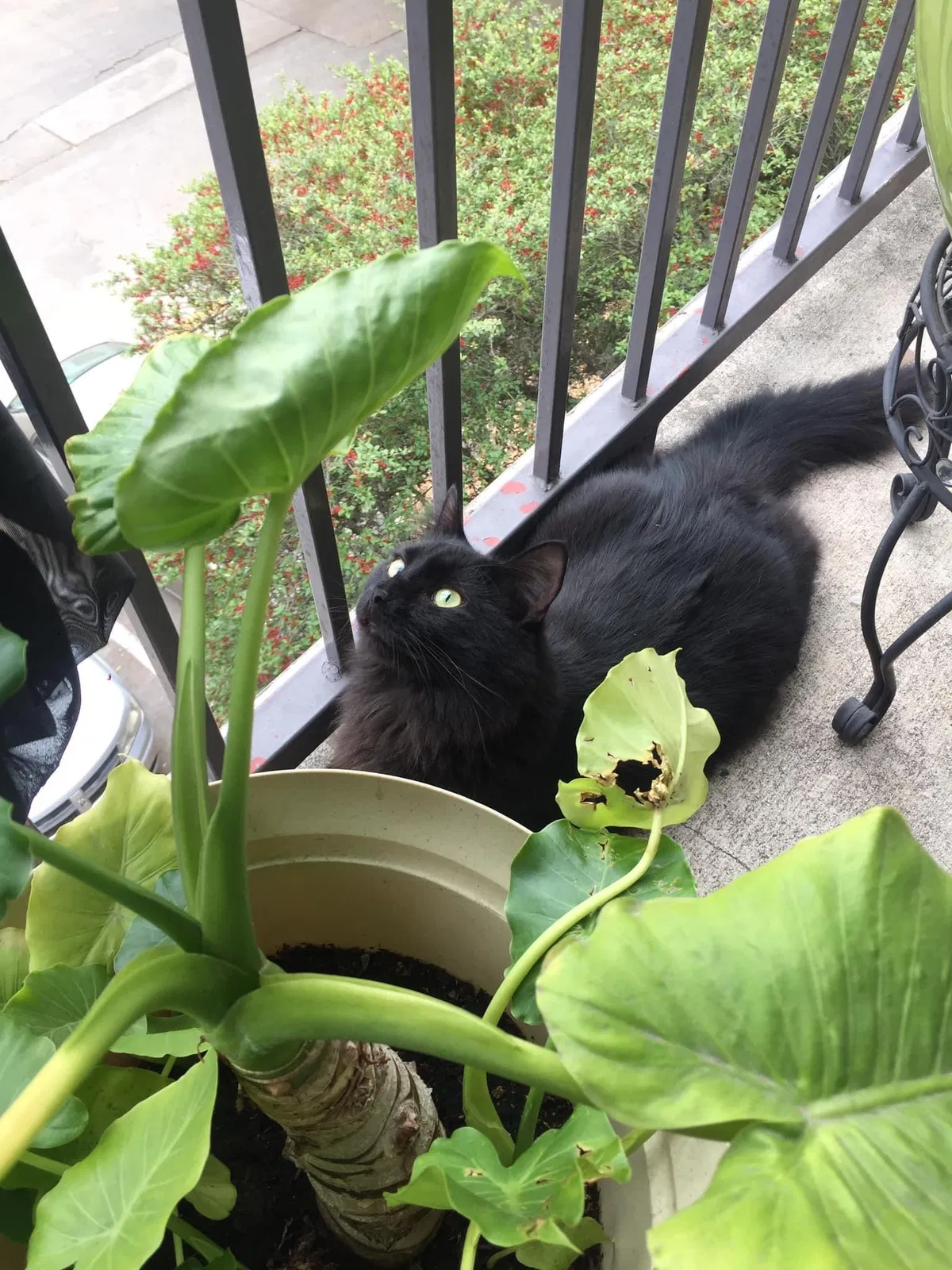 Lost cat in Austin, TX, 78744