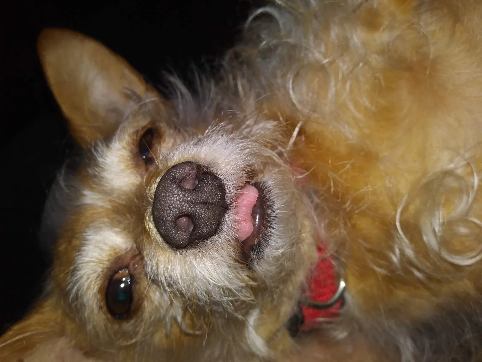 Lost dog in Grand Rapids, MI, 49507