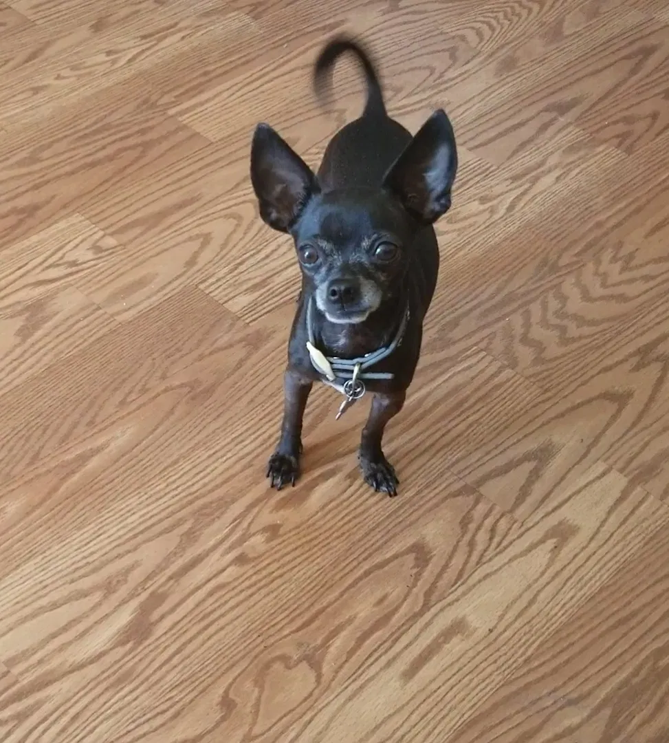 Lost dog in Chula Vista, CA, 91910