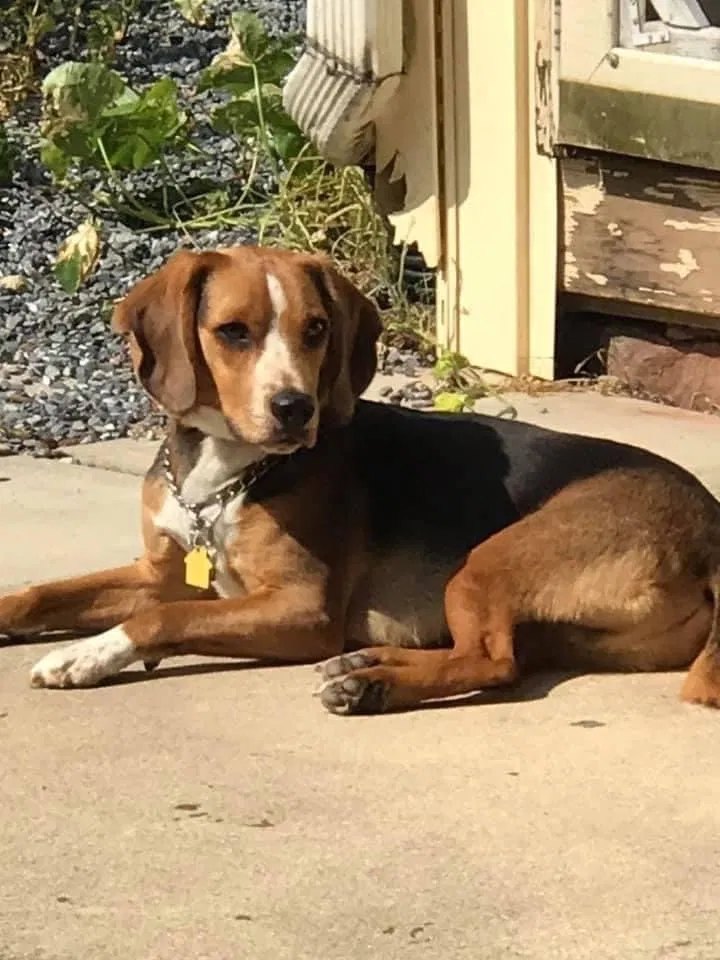 Lost dog in Adamstown, PA, 19501