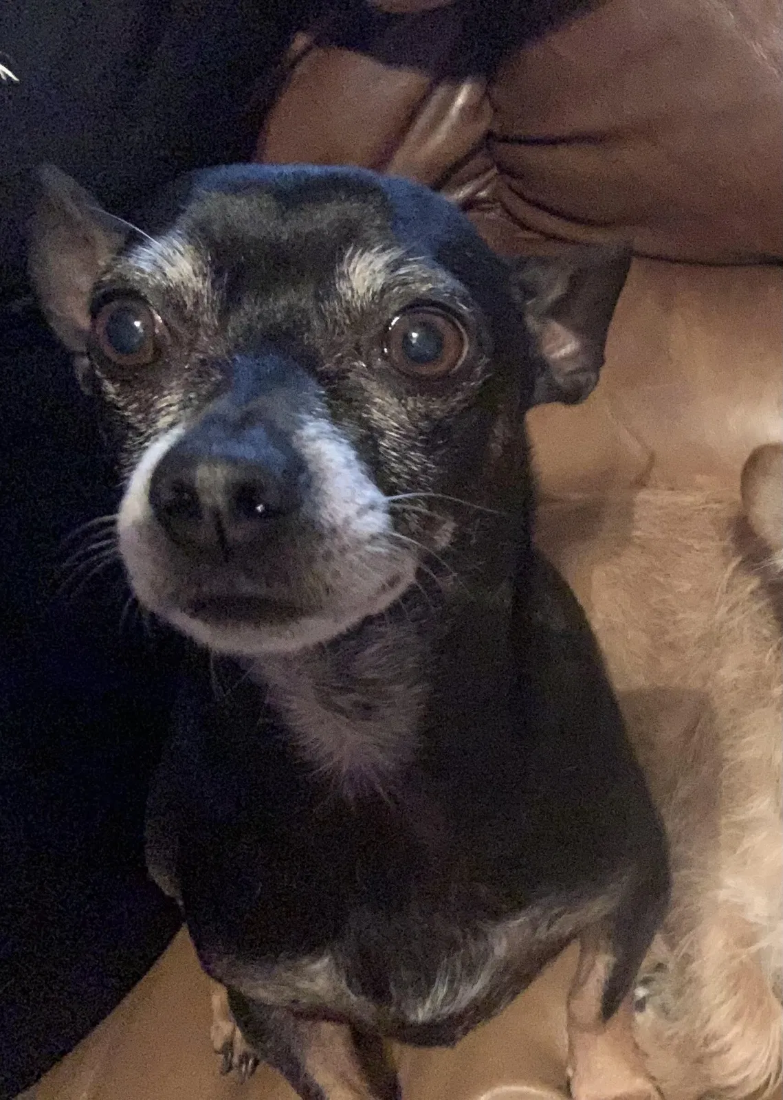 Lost dog in Mansfield, TX, 76063