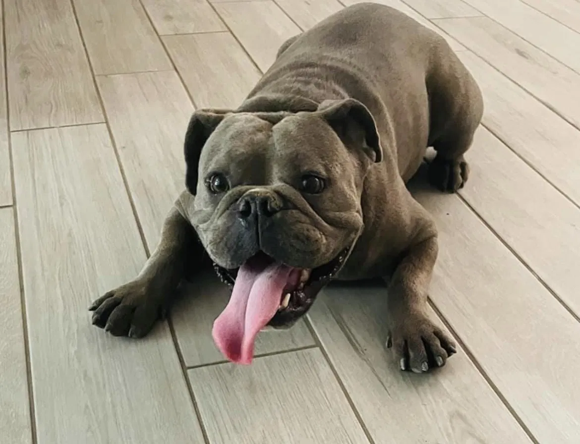 Lost dog in Mesa, AZ, 85204