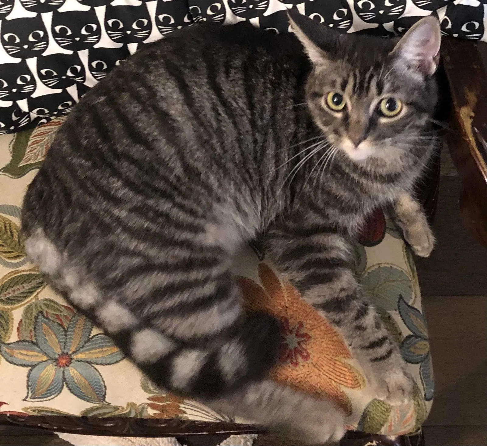 Lost cat in Austin, TX, 78749