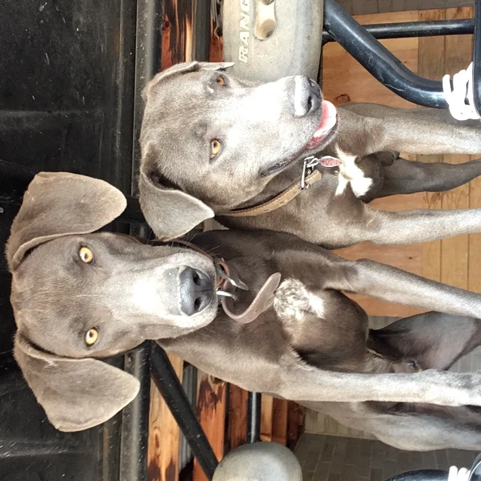 Lost dog in Deming, NM, 88030