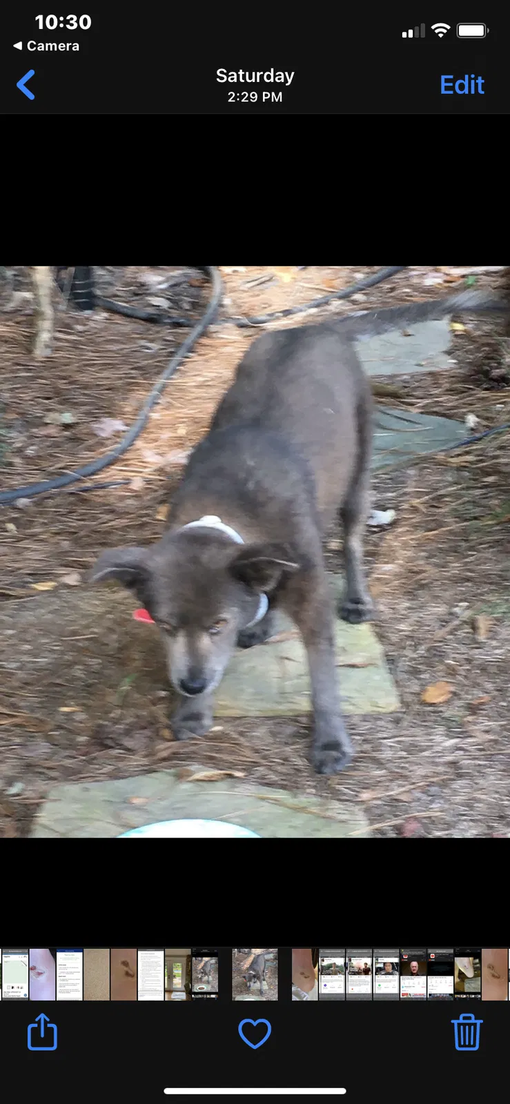 Lost dog in Monticello, GA, 31064