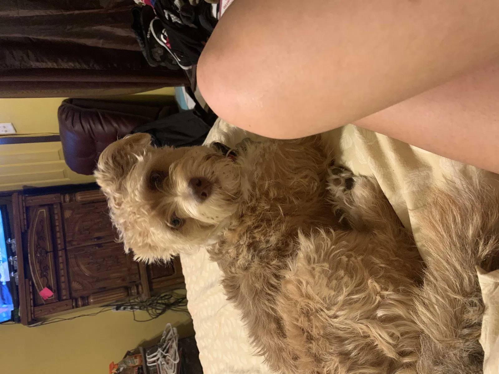 Lost dog in Belton, TX, 76513