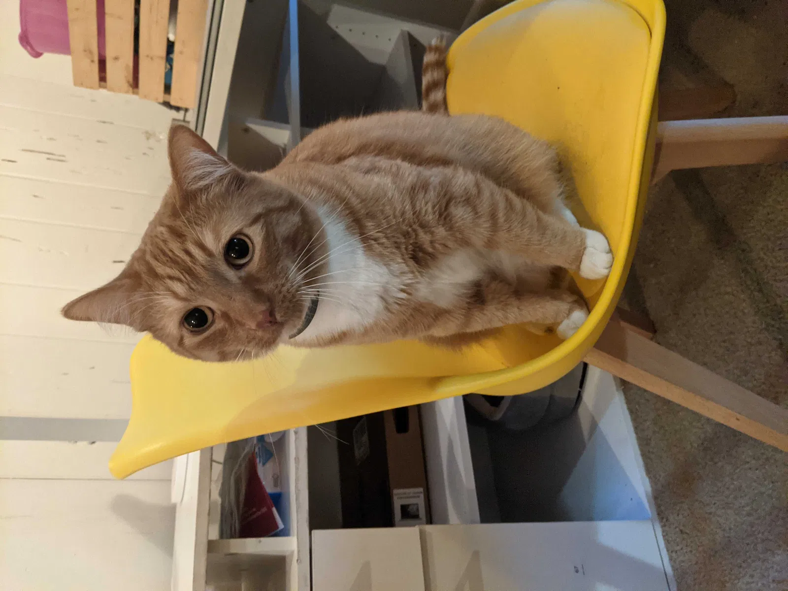 Lost cat in Rockton, IL, 61072