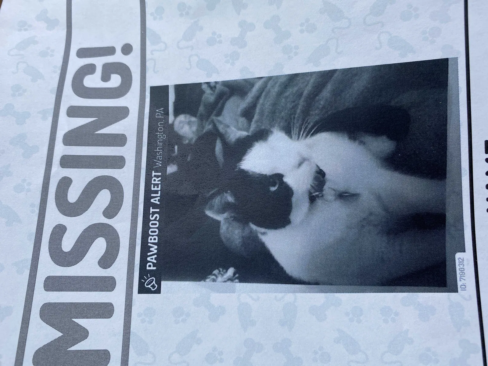 Lost cat in Washington, PA, 15301