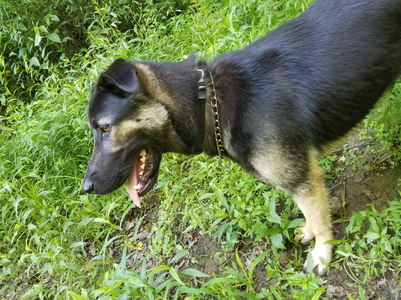 Lost dog in Salineville, OH, 43945