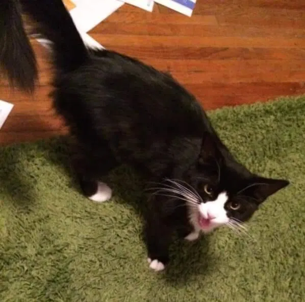 Lost cat in Redlands, CA, 92373
