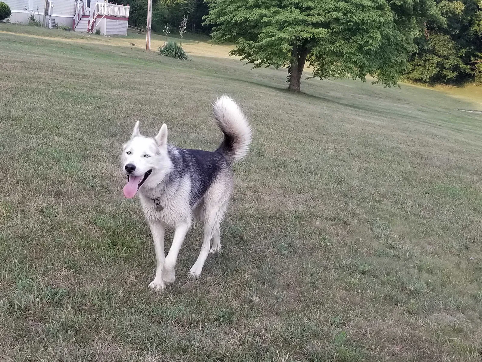 Lost dog in Carrollton, OH, 44615
