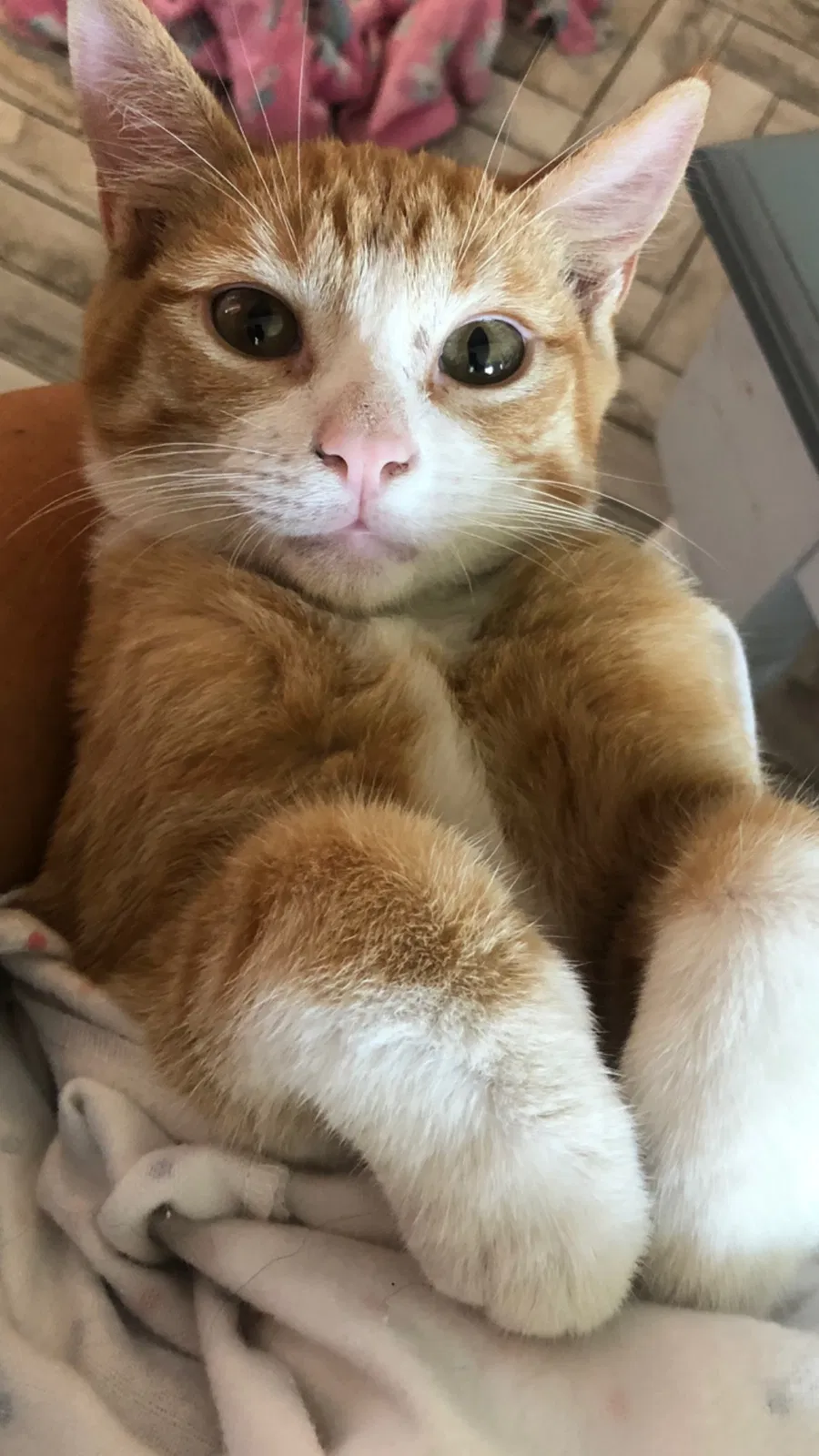 Lost cat in Orem, UT, 84057