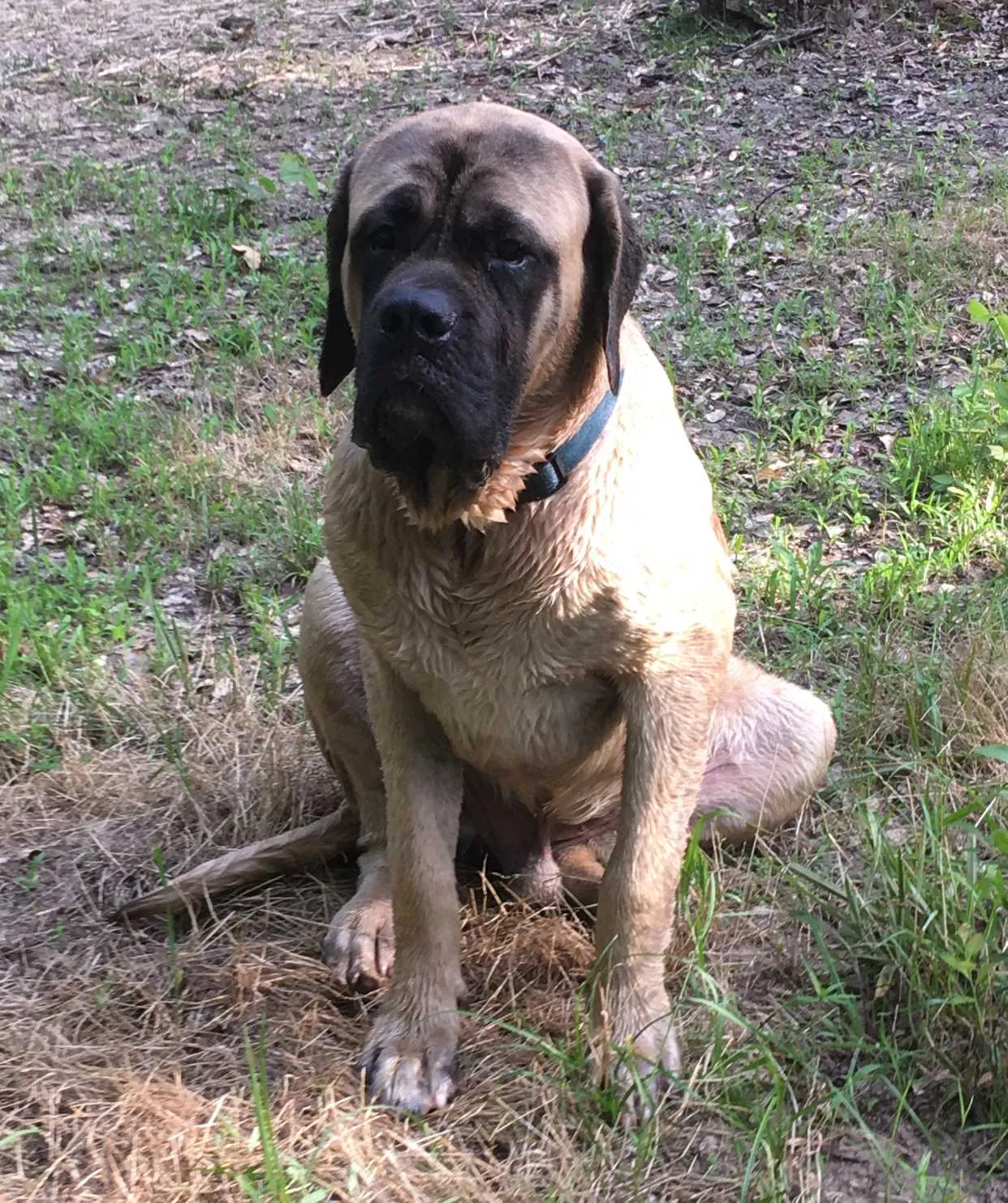 Lost dog in Montgomery, TX, 77316