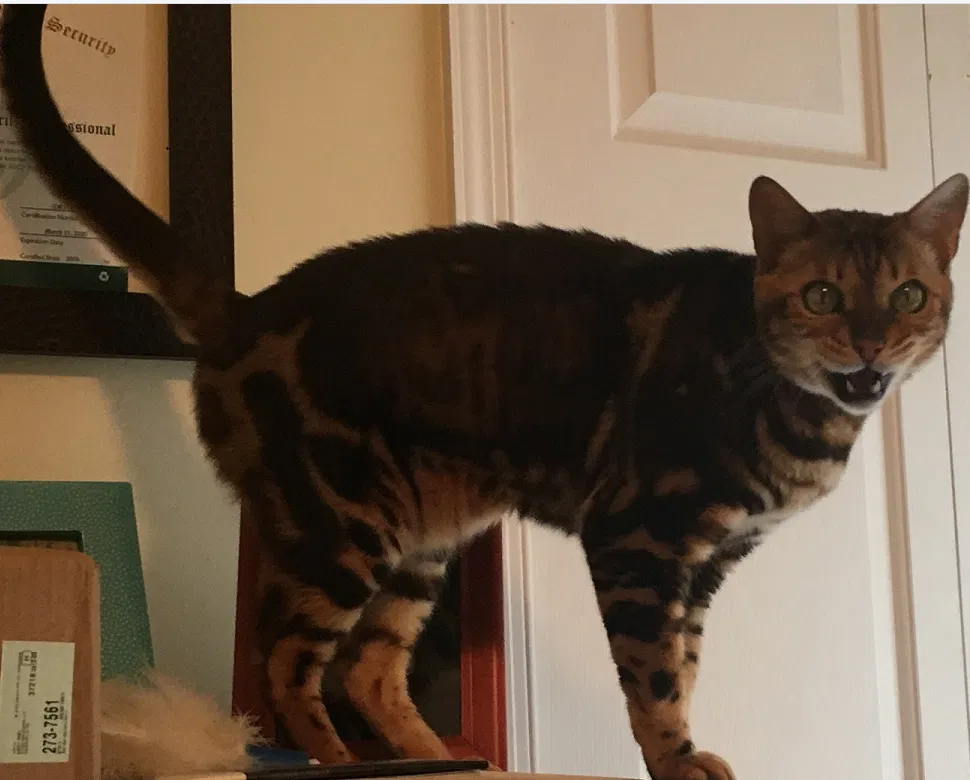 Lost cat in Cantonment, FL, 32533