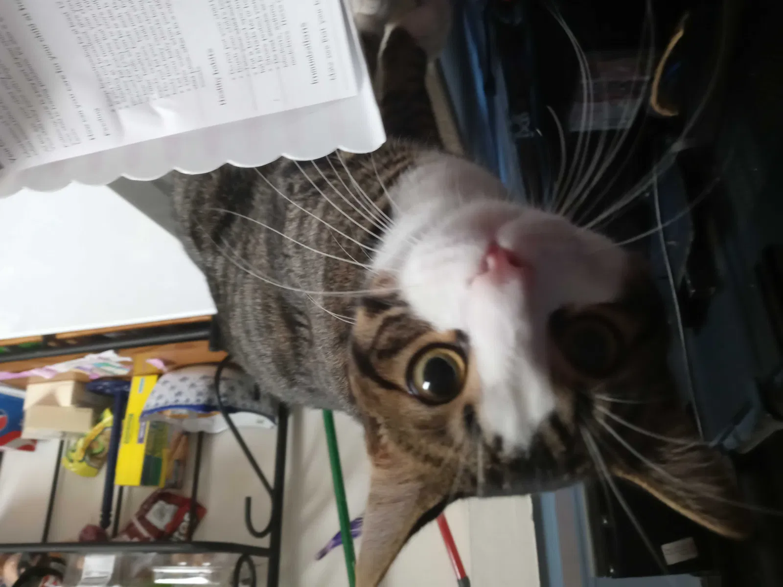Lost cat in Arvada, CO, 80003
