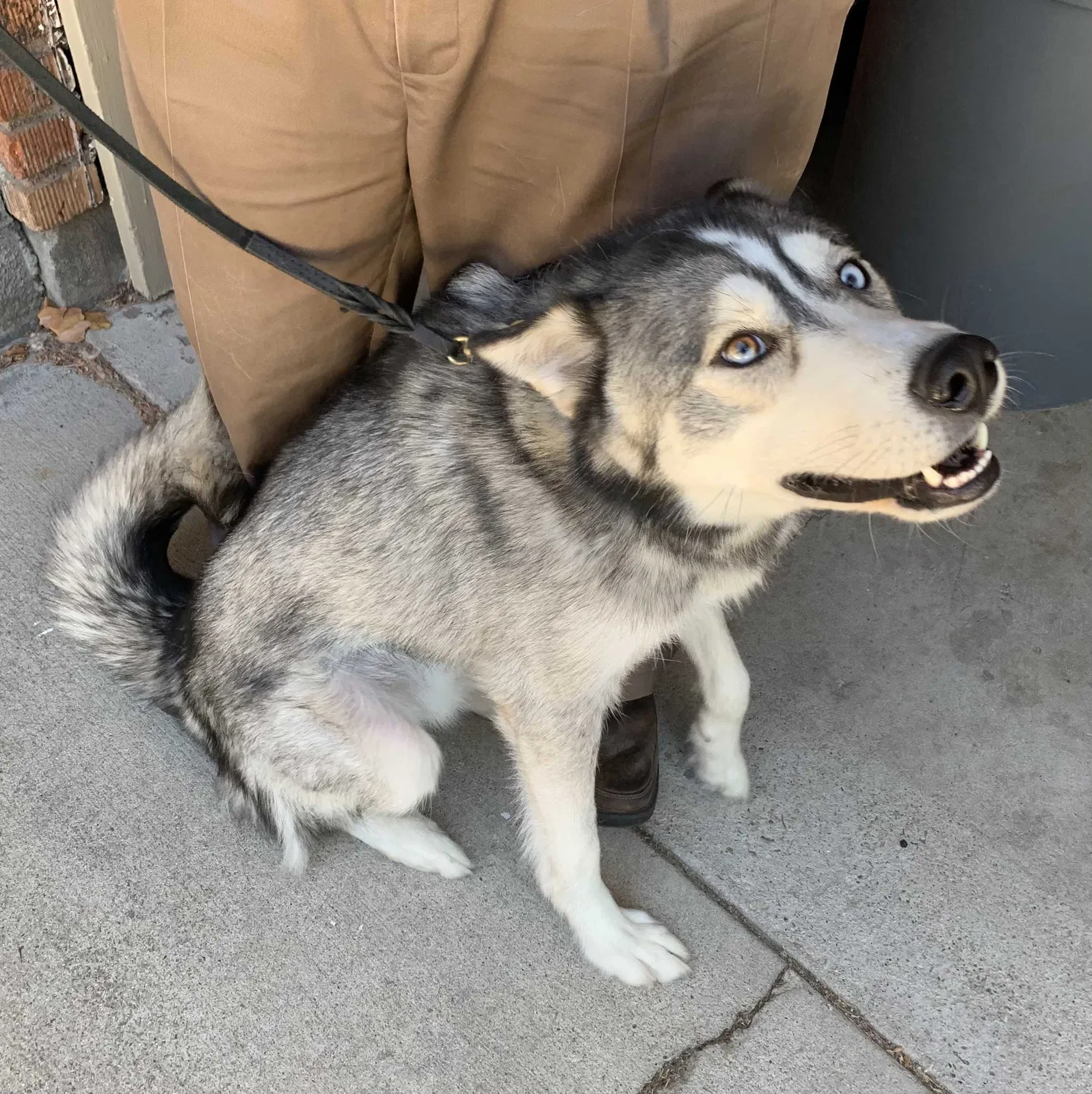 Lost dog in Garden City, ID, 83714