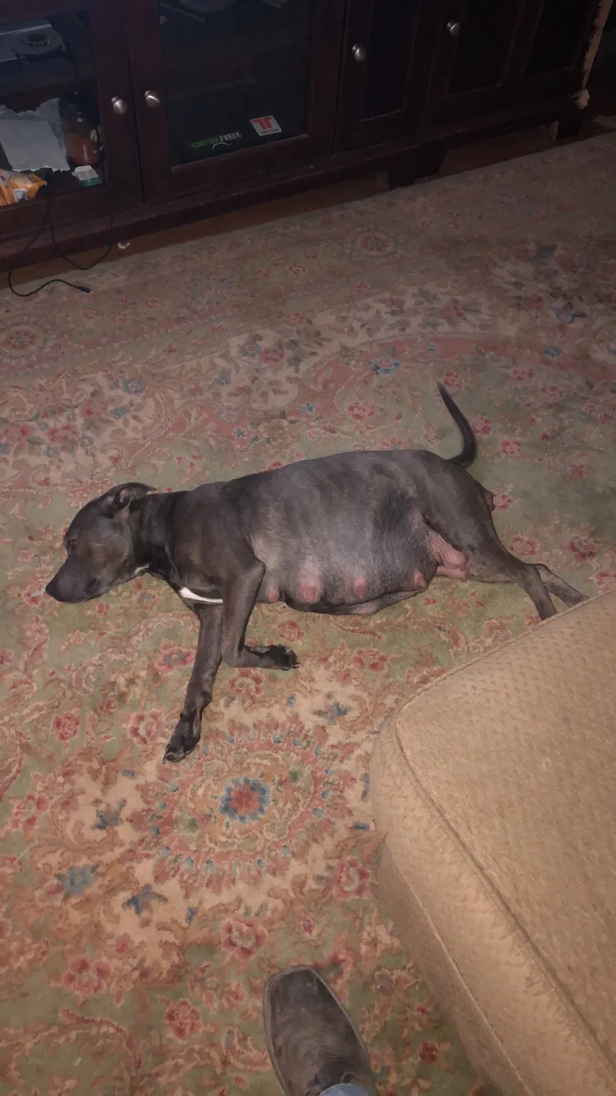 Lost dog in Augusta, GA, 30907