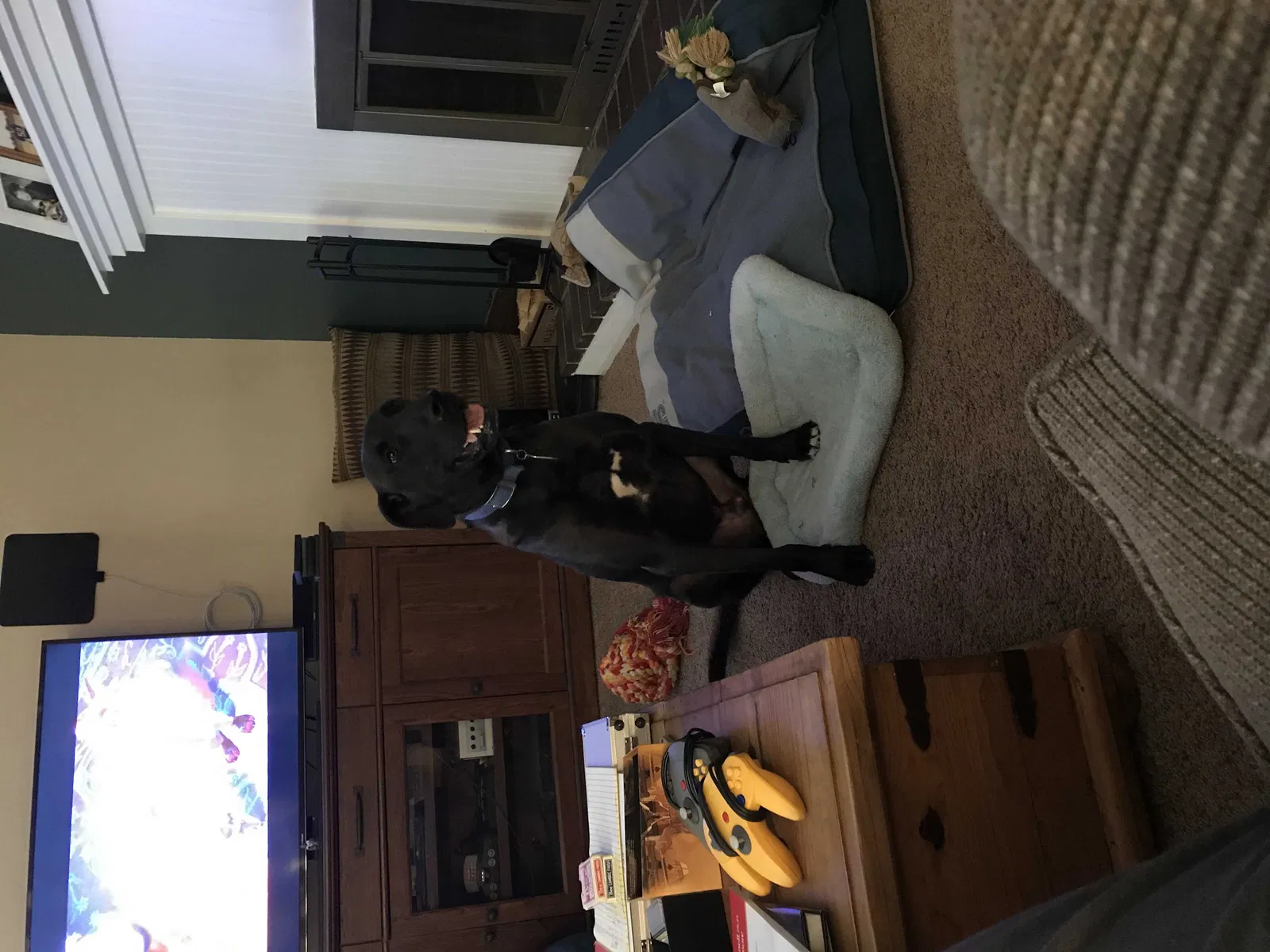 Lost dog in Garden City, ID, 83714