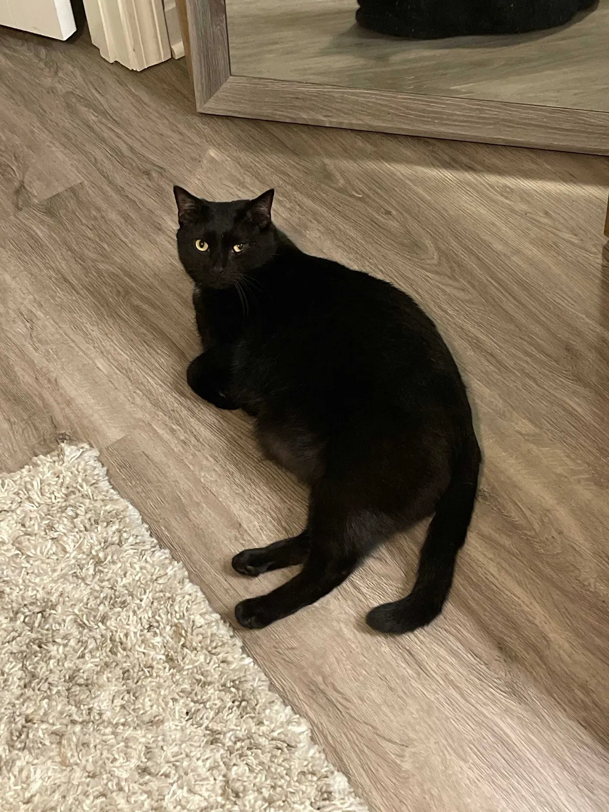 Lost cat in Dover, NH, 3820