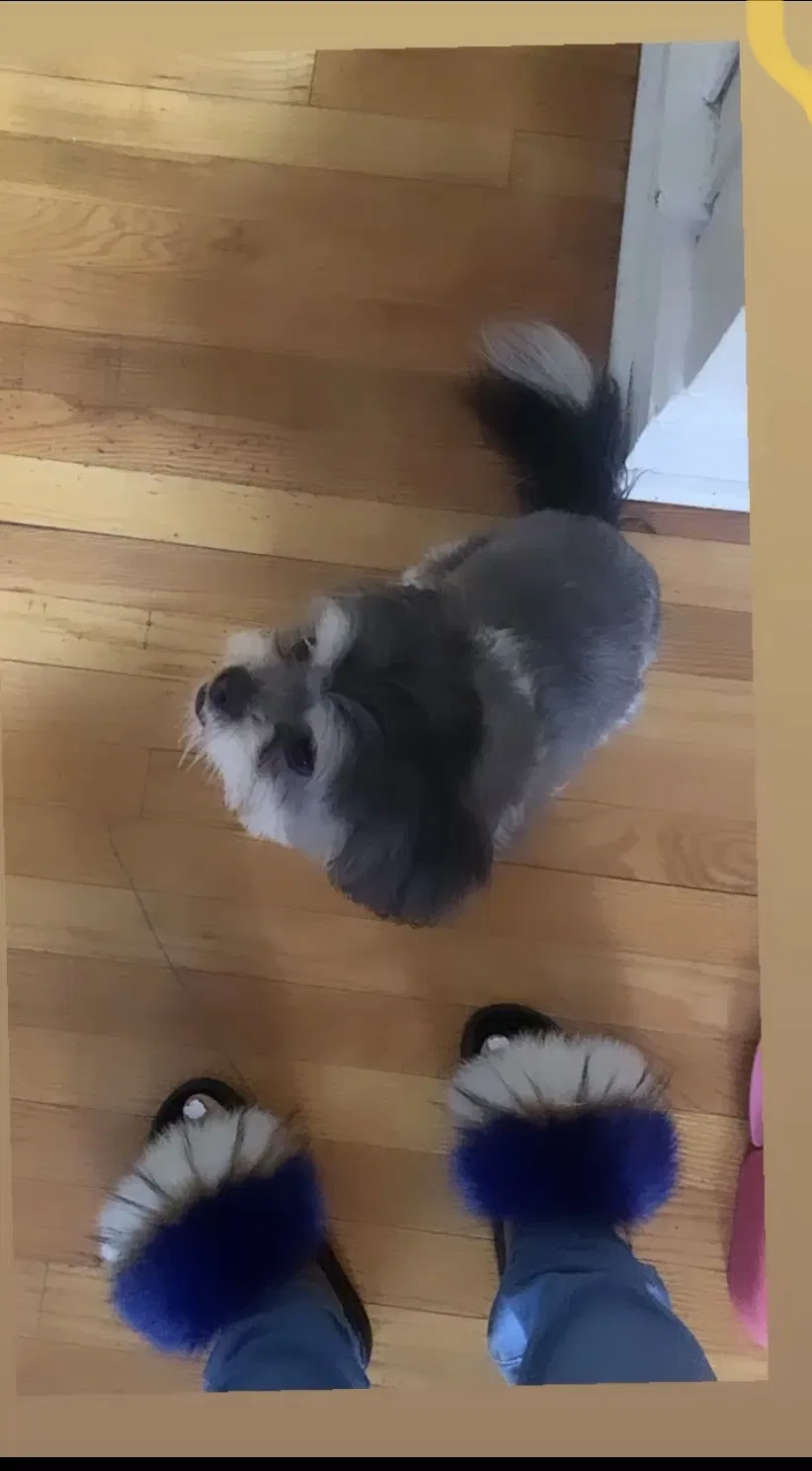 Lost dog in Detroit, MI, 48224
