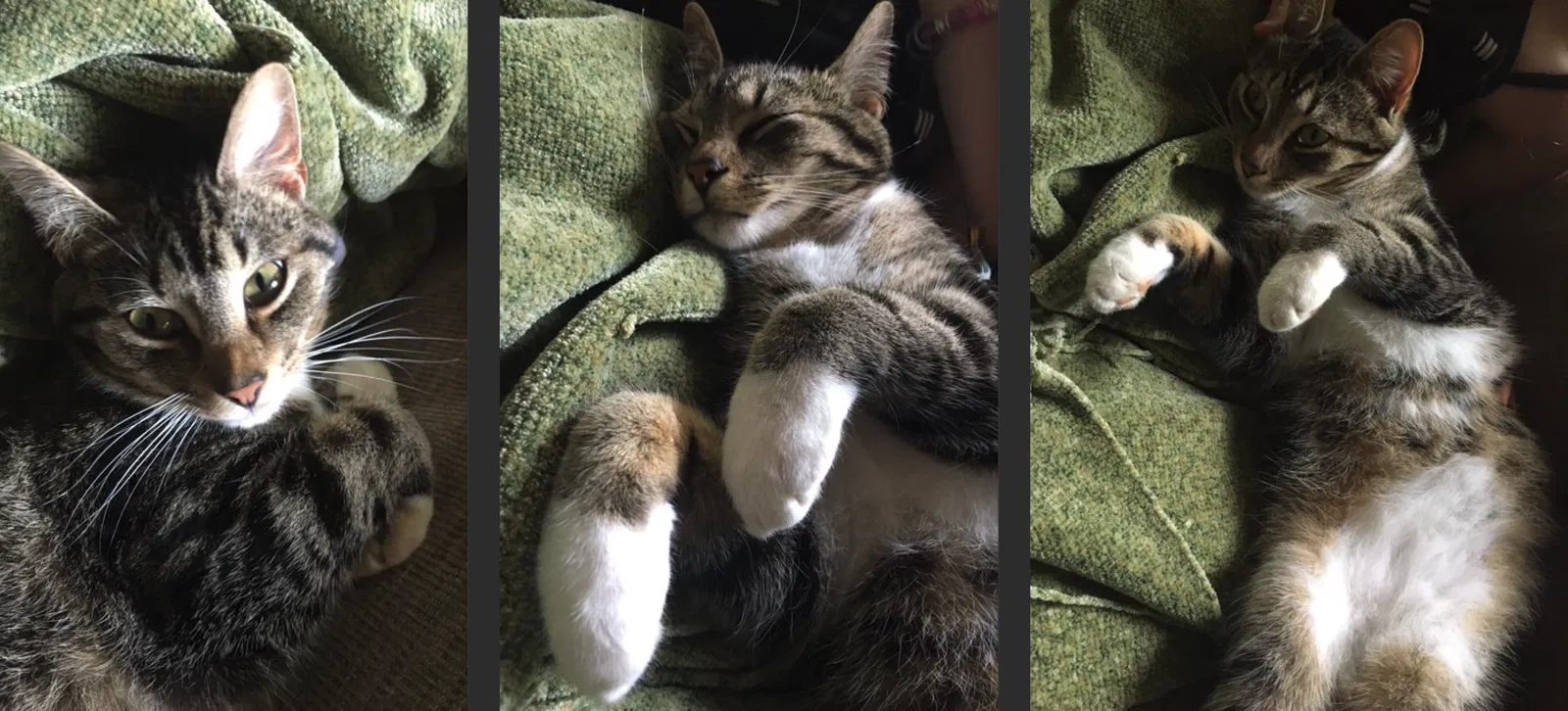 Lost cat in Cocoa Beach, FL, 32931