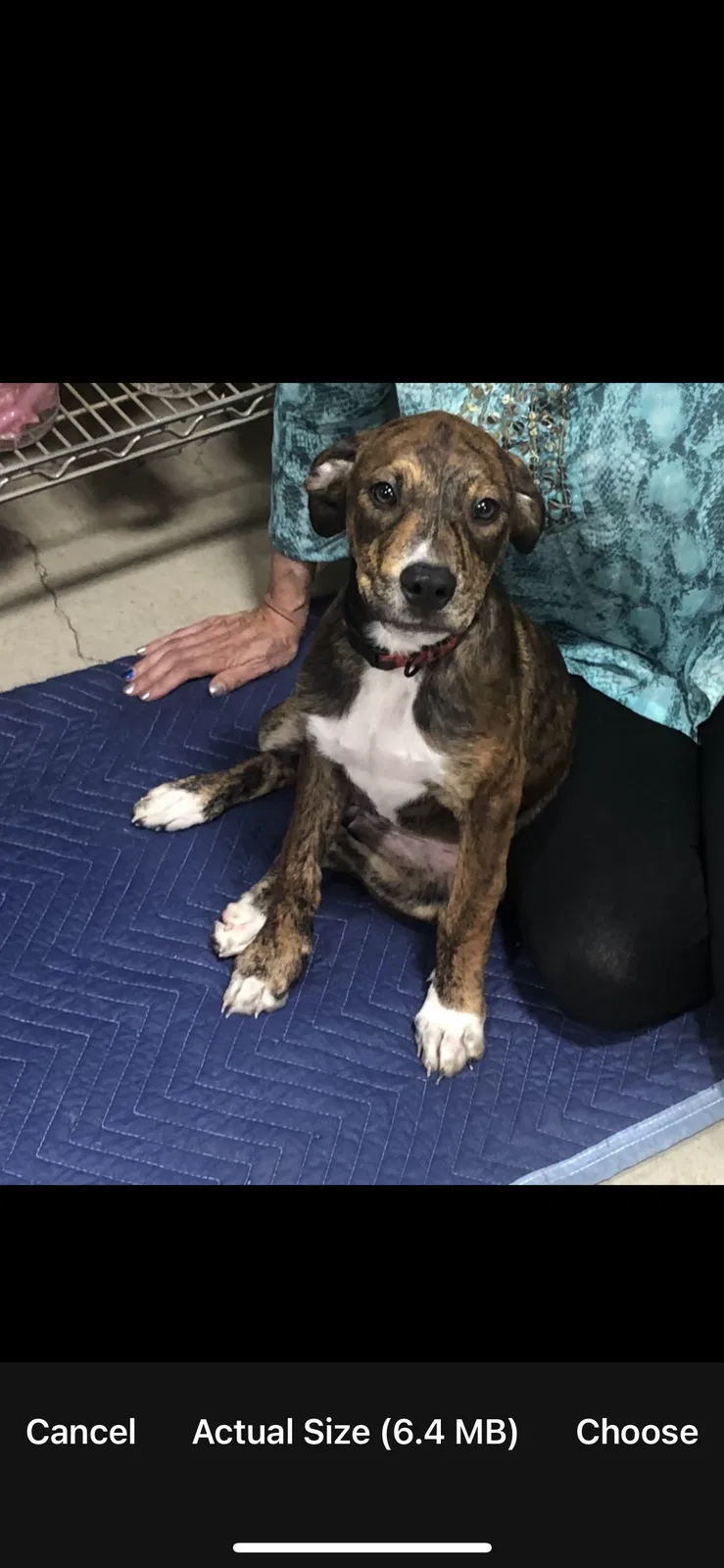 Found dog in Oklahoma City, OK, 73114