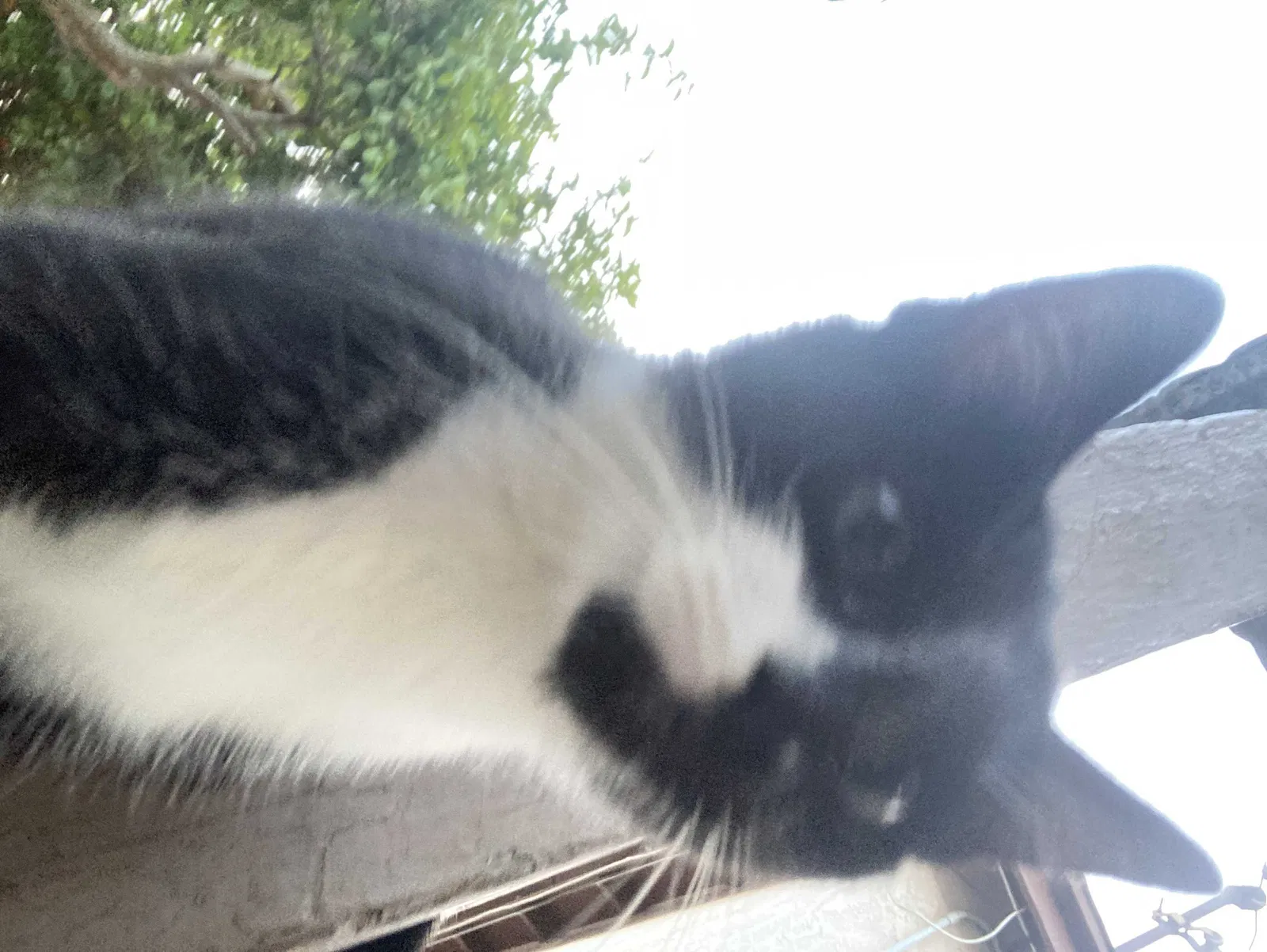 Lost cat in Whittier, CA, 90605