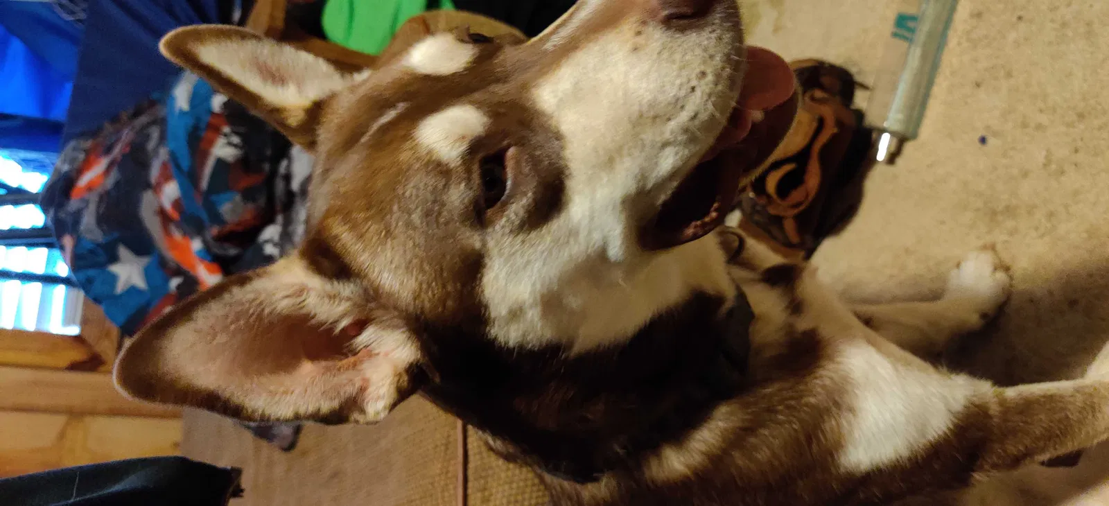 Lost dog in Linwood, NC, 27299