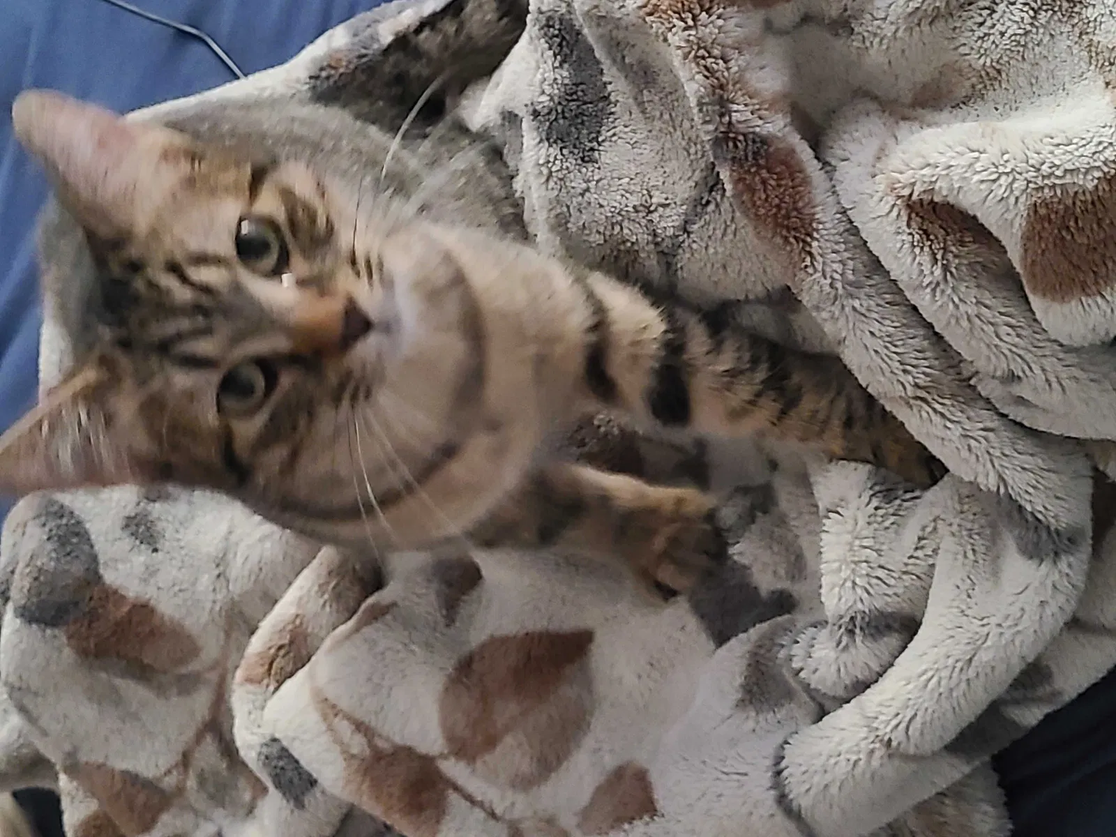 Lost cat in Greeley, CO, 80631